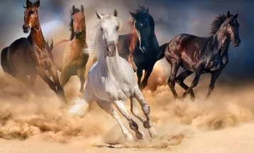 
                                                ندوات تلفزيونية - قناة الجزيرة مباشر - برنامج أيام الله : الندوة 12 -  دروس من الفتوحات الإسلامية في رمضان