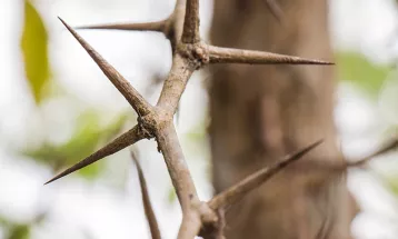 
                                                أحاديث رمضان 1447هـ - مختارات رمضانية: 07  - اجعل صبرك بطولةً